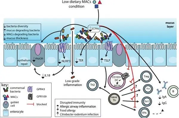 MACyMicrobiota